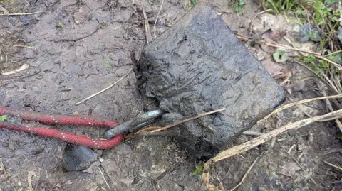 A muddy river nak with a red elastic leash tied to a big square weight