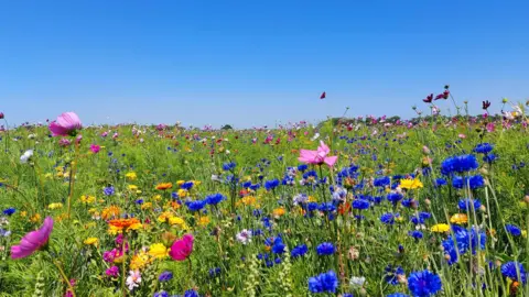 Fragglerock Red A field of grasses and wildflowers on blues, pinks, yellows and whites with bright blue skies