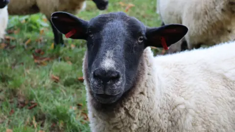 A sheep with a black face and white wool stands in a field and stares into the camera. Two other animals are partially visible in the background.