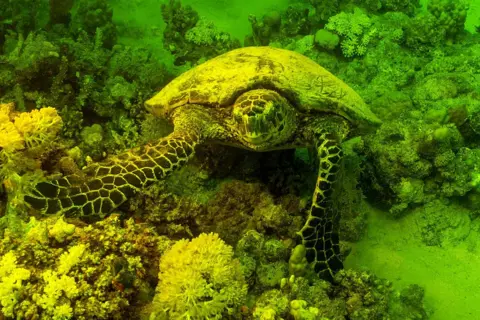 TAHSIN CEYLAN / ANADOLU / GETTY IMAGES A hawksbill sea turtle swims amid a neon green background.