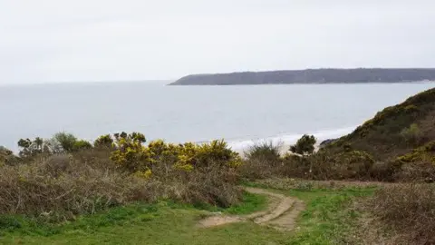 A grassy verge with gorse bushes and other shrubbery, Below is a strip of beach and the sea, and in the far distance more cliffs.