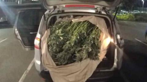 Stopped car with cannabis in boot