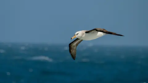 Getty Images Um pássaro branco com asas marrons e um distinto bico em forma de gancho é retratado voando sobre um oceano azul.