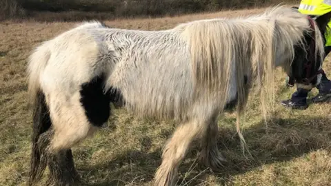 RSPCA Horse abandoned in Kirkby-in-Ashfield