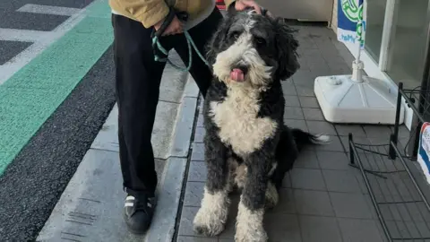 Hannah Cleaver Jack is petting a black and white poodle type of dog that is fluffy. The dog is touching its nose and sitting. 