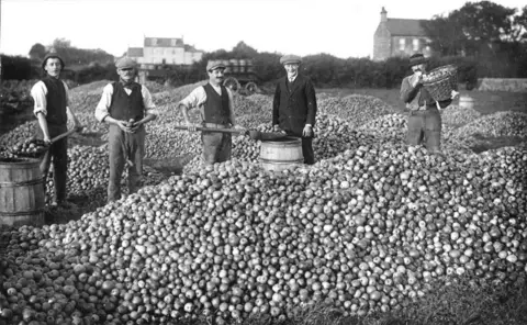Société Jersiaise Five men wearing flat caps and waistcoats with their sleeves rolled up stand and smile at the camera while surrounded by piles of hundreds of apples. Two of the men in the black and white image - taken around the year 1900 - are carrying spades while one holds a basket full of apples. 