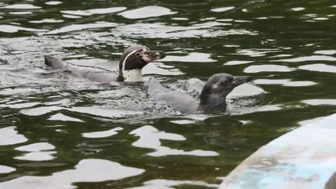 Curraghs Wildlife Park Penguin