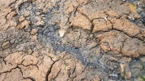 Deposits on the mudflats near the First Milk discharge pipe at Fortune's Frolic