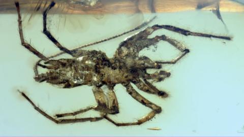 'Extraordinary' fossil sheds light on origins of spiders - BBC News