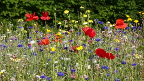 Ronnie Dukes A field of wild flowers, a variety of colours including bright yellows and reds