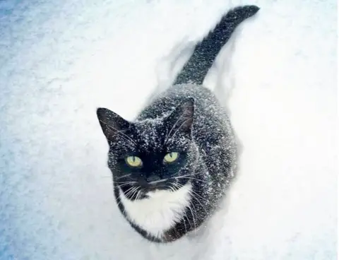 BBC Cat in snow