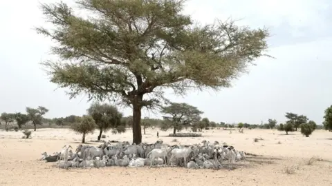 Getty Images Senegal heatwave climate change