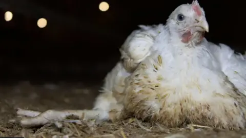 Open Cages/PA Large white-coloured chicken sat on hay with outstretched leg.