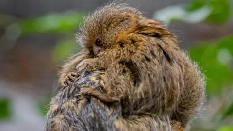 Chester Zoo Eastern pygmy marmosets