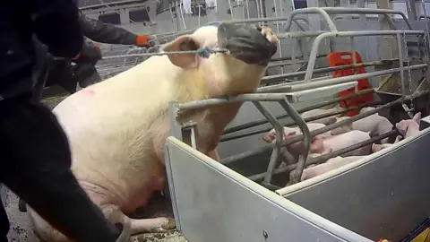 Animal Justice Project A sow wearing a muzzle. There are piglets in a pen in the background.
