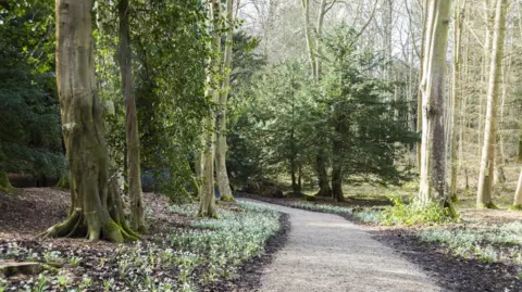 National Trust A woodland footpath with snowdrops on either side 