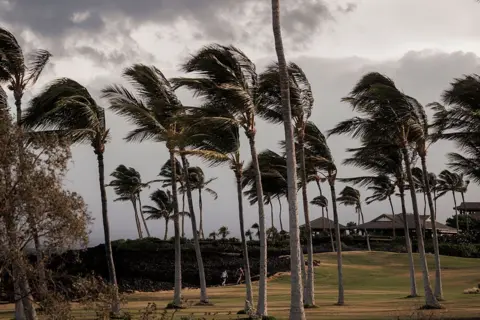 Getty Images Trees blowing in the wind on Hawaii's Big Island as Hurricane Lala passes by