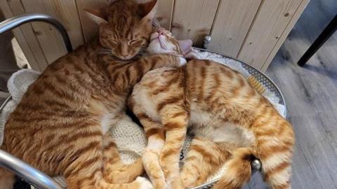 Two ginger cats snuggled up asleep together