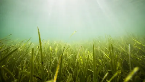 Lewis Jefferies Seagrass beds around the shore of Porthdinllaen