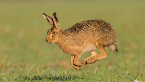 Getty Images A brown hare runs across a field.