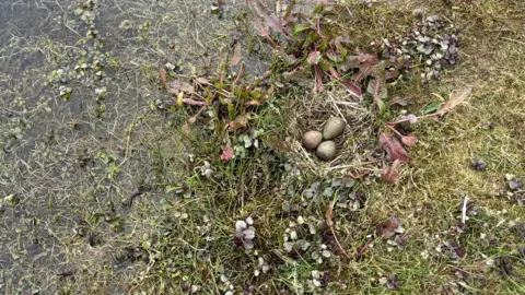 WWT Black-tailed Godwit eggs on the flooded Fens