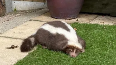 Sharon Tyler Sky the skunk