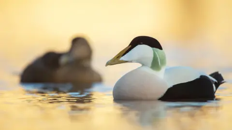A male and a female eider duck. The male, on the right of the image, has black-and-white plumage while the female's on the left is mottled brown.