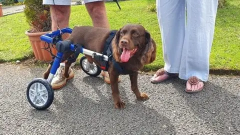 Dee Burdett Max the spaniel with his new wheelchair