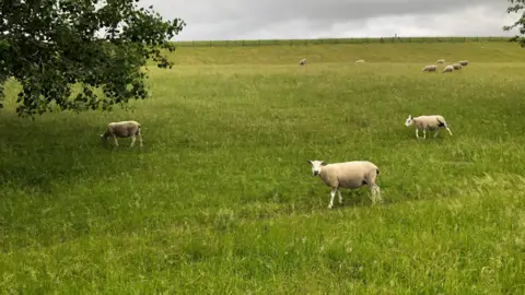 Sun Sheep in a green field grazing with one of the sheep looking up towards the camera.
