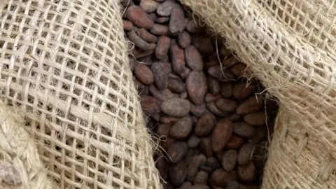 Cocoa beans in a hessian bag. 