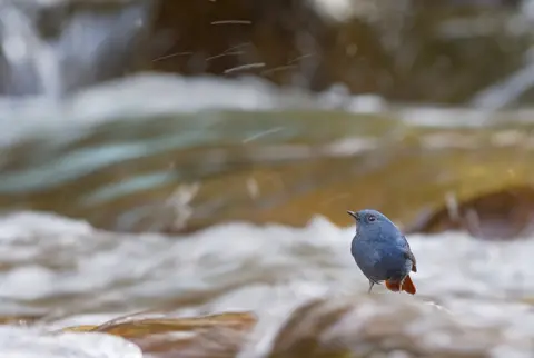 Nilanjan Chatterjee A bird next to a river