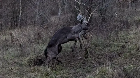 RSPCA A brown deer stuck by his head in a small tree because of some netting