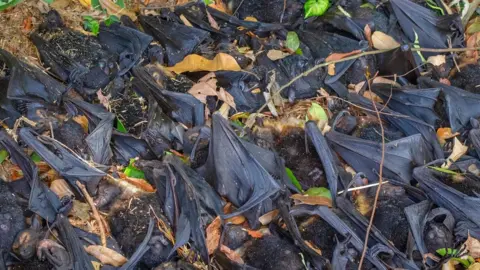 DAVID WHITE Many dead bats in a group on the ground