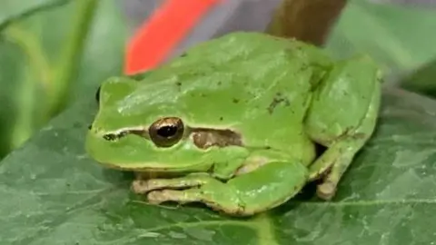 NCRW A greenish  European histrion   frog sitting connected  a leaf