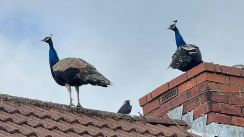 Two peacocks on top of a roof alongside a crow. They have long, bright blue necks and brown and white feathers on the lower half of their bodies. One is standing on a red brick chimney on the right, the crow is in the middle of them. Both peacocks are looking to the left.