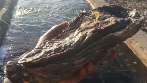 Richard Haward's Oysters Big oyster