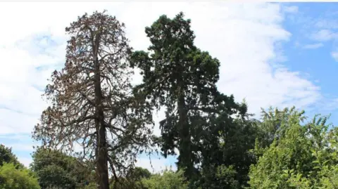 Exeter City Council A photo of the tree