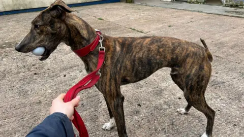 RSPCA LANCASHIRE EAST Charlie the brindle lurcher, holding a ball in its mouth.
