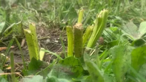Snapped shoots from a bulb coming out of the soil.