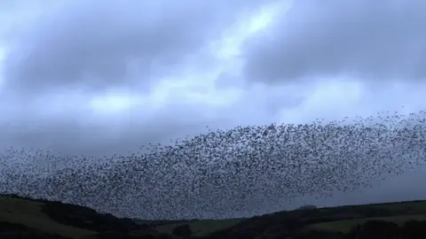 Groups of starlings