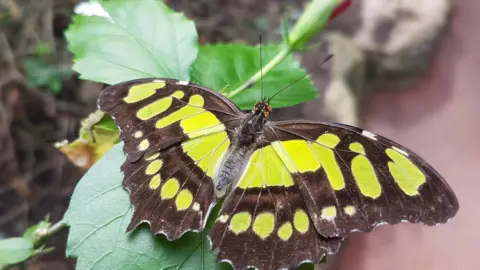 Stratford Butterfly Farm  Butterfly from the farm