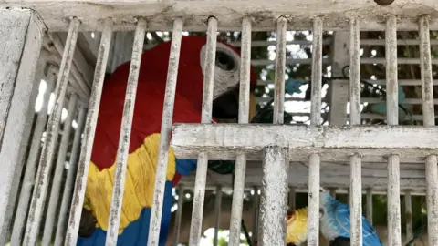 RSPCA Plastic parrot in cage