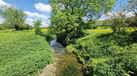 Leicestershire and Rutland Wildlife Trust Image shows a small waterway with trees and plants and wildflowers 