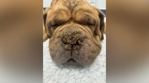 RSPCA A close up of crusting on a dog's nose.