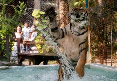 Soe Zeya / Reuters A tiger plays in water at a zoo in Chiang Mai, Thailand, on 31 March 2021