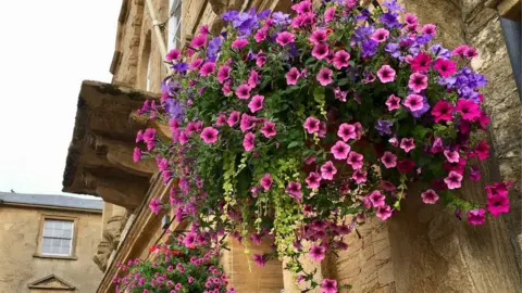 Crewkerne in Bloom A hanging basket full of pink and purple trailing flowers