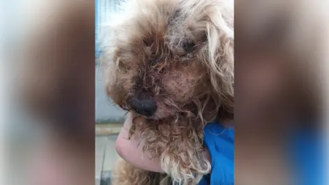 A light brown dog, being held by somebody in a blue jacket. The dog's eyes can not be seen through the matted hair covering them.