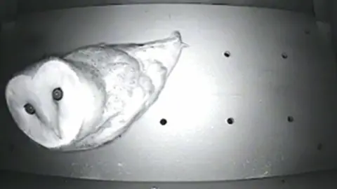 Manx BirdLife Webcam picture of Barn Owl