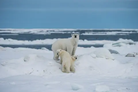 Conor McDonnell Polar bears