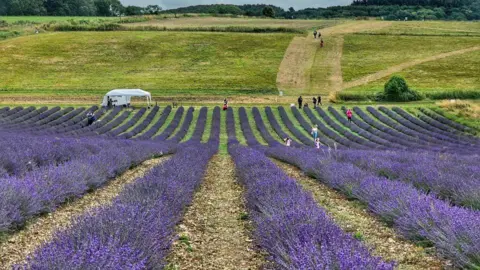 Joanna Kaczorowska Lavender growing in stripes in a field with a tent in the background, and people working in the field